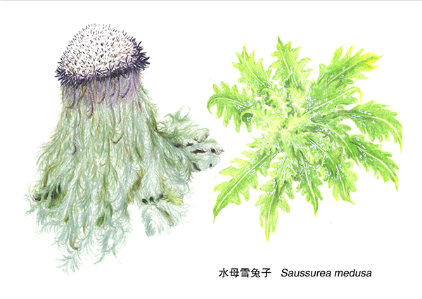 雪域瑰宝：高原珍稀植物绘