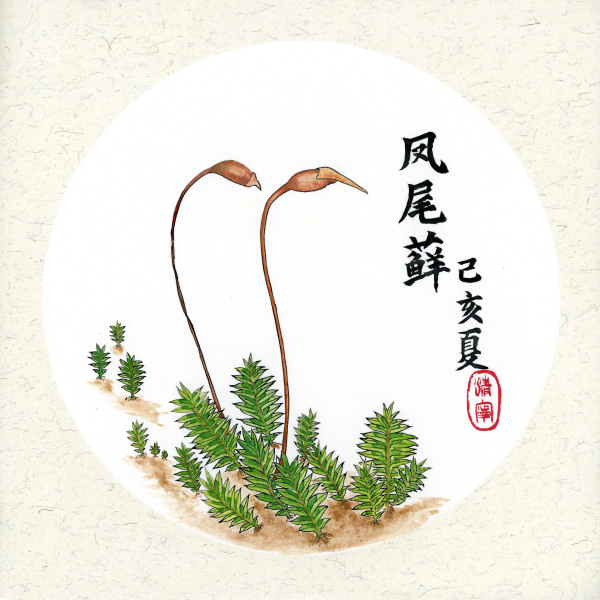 凤尾藓